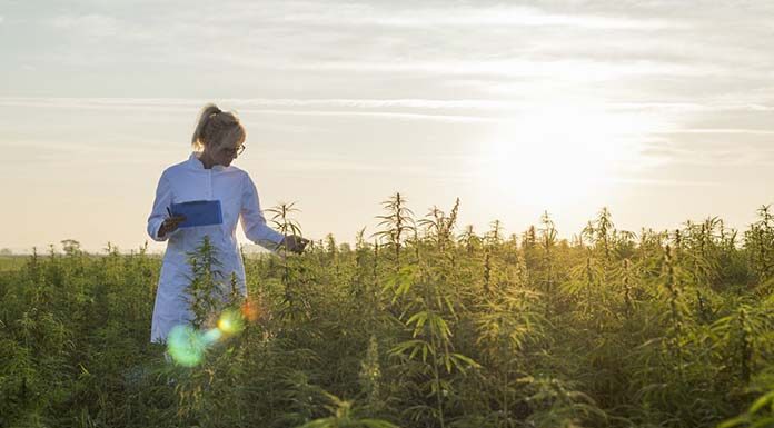 Która marka oleju CBD jest najlepsza