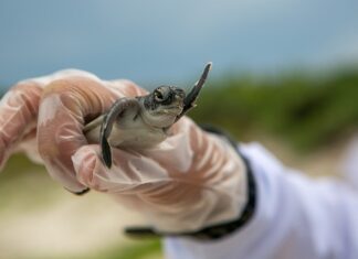Jaki lek na odbudowę nerwów?