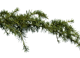 Co może być przyczyną zatkanego ucha?