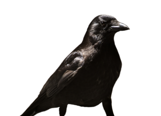 Czy lekarz rodzinny może wystawić zwolnienie na czas rehabilitacji?