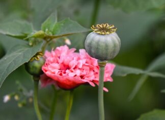 Czy da się wyleczyć zaburzenia pamięci?