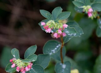 O czym świadczy brak woskowiny w uchu?