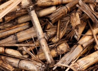 Czy Biotropil jest na pamięć?