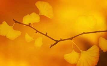 Czy warto brać Ginkgo biloba?