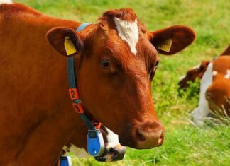 Jak wygląda wyciek z ucha przy zapaleniu?