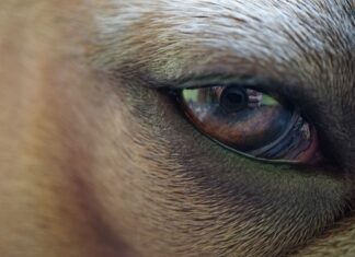 Czy błonę bębenkową widać?