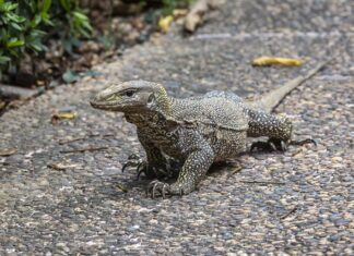Czy potrzebne jest skierowanie do laryngologa prywatnie?